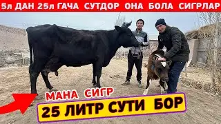 СУТДОР ОНА БОЛА ВА БУГОЗ СИГРЛАР ОГАБЕК 16-ЯНВАРЬ XORAZM NARX NAVO