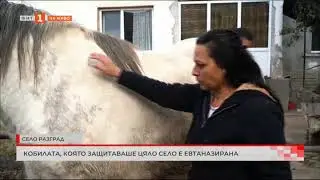 Бременната кобила от село Разград е евтаназирана