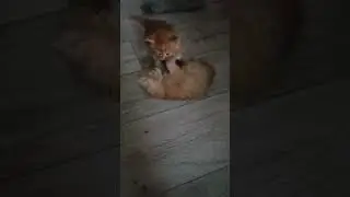 Кошачьи единоборства
