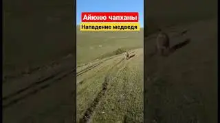 Айюню чапханы. Нападение медведя
