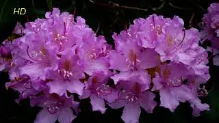 Kromlau Rhododendronpark