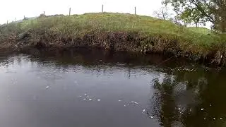 A fine  Dollaghan Trout.