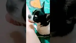 Пес тв ,новини#shorts #short #shortvideo #shortsvideo