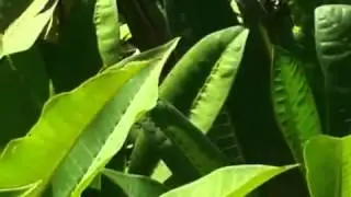 משתלת עצי פיטנות פולמריה למכירה ירוק ישראלי 03-7655555