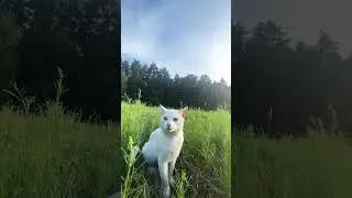 Біляшка #kpop #cat #cute #funny #nature #kitty
