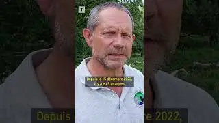🐺 Y a-t-il plusieurs loups en Bretagne ?