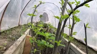 Знову парник для інжира!