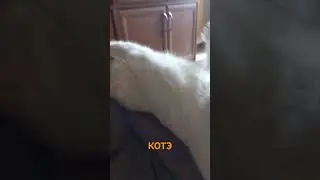 КОТЭ ОТДЫХАЕТ #shorts