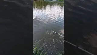 улов Осетра