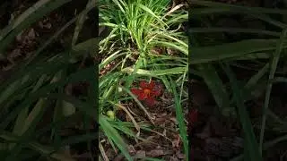 Необычный оттенок .Лилия.