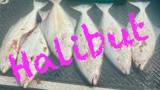 Halibut Fishing in Alaska