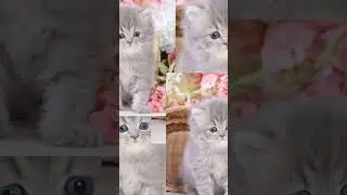 #пушистики#маленькие#котята#лучшие#топ#лайк#