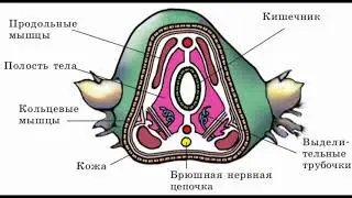 тип - Кольчатые черви учебное видео -Свириденко Анжелика