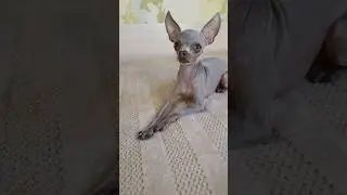 @Milena_and_dog #питомцы #рубина #топ #собака