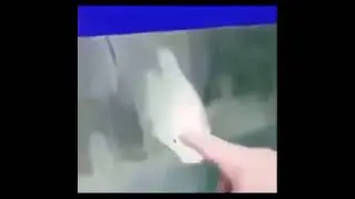 memes do discord 