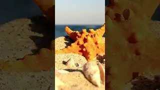 The Shocking Truth: Starfish Isn't Actually a Fish! #facts #factsspeak2 #viral #NatureFacts,