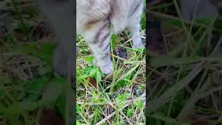 Особенности походки котиков.