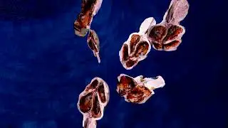 Deságua - Luiza Lian (Visualizer)