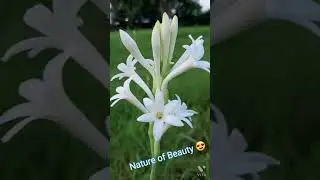 Beautiful Flowers