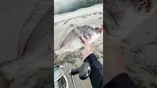 Big bream on a crab walking the beach. 🦀 #fishing #bream #crab