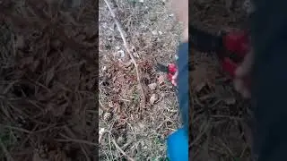 Обрезка на омоложение куста.Заброшенный виноградник