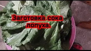 Заготовка сока лопуха.