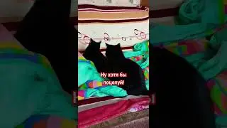 Ну хотя бы поцелуй!😂 