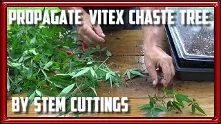 Propagate Vitex Chaste Trees by Cuttings