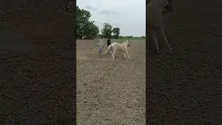 #horse