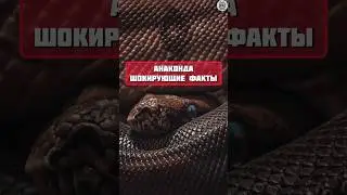 Анаконда шокирующие факты #факты #животные #топчик #интересно