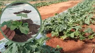 cara merawat semangka bagi pemula 1hst sampai 20 hst