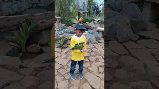 Tamed parrot Ryan vibes#baby #trending