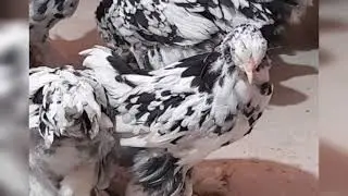 Chickens brama mramor, Циплята брама циплята,#chicken #chickendinner #циплята