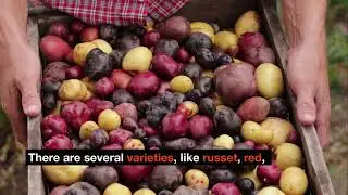 The Ultimate Guide to Growing Potatoes