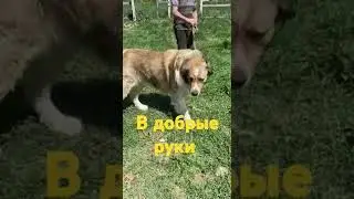Пес по кличке Захар. Ищем дом и ручки. Добрый ласковый пес. Только в частный дом. Не на цепь.