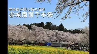【観光】2024.4.10 どこまでも続く桜のトンネル！「赤城南面千本桜」【群馬県】