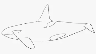 Cute Simple Easy Drawings, How To Draw An Orca Whale For Beginners Step By Step