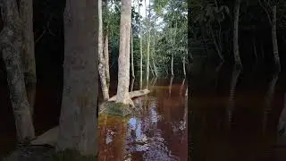 Igarapé 