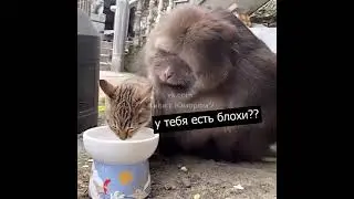 Тибетская МАКАКА
