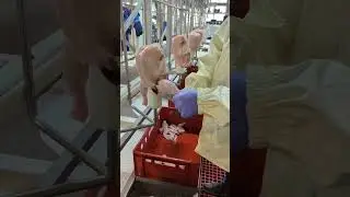 Линия обвалки птицы FELETI 