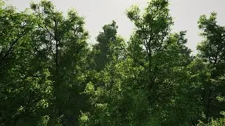 Trees - mixed wind - Demo - Unreal Engine 4 (4K)