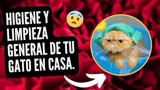 Higiene y limpieza general de tu gato en casa 🙀😻