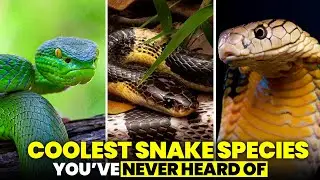 The Coolest Snake Species You’ve Never Heard Of