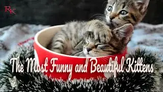 The funniest and most beautiful kittens in the world!