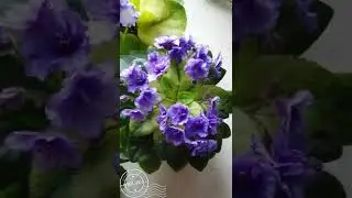 Как выглядит кроновая пестролистность у фиалок (Champion)