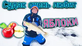 Pike perch love apples. Pike perch fishing with ratlins on the Kama River.