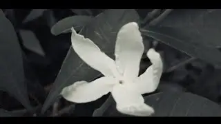 Short film (Panahon)