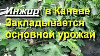 Инжир в Каневе. Закладывается новый урожай. Обработка бором. 2024 06 06