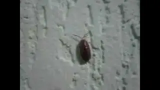Мокрица.MOV
