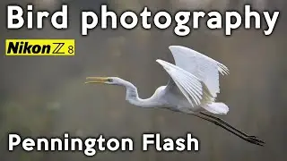 Photographing Wild Birds at Pennington Flash   Nikon Z8